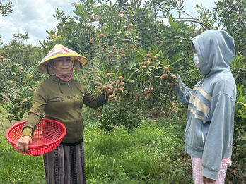 Về Hậu Nghĩa thăm vườn trái cây và hái nhãn