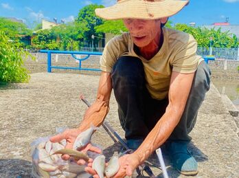 Cá lại chết bất thường trên rạch Tây Ninh