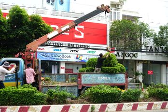 Di dời cây xanh trên đường Cách Mạng Tháng Tám