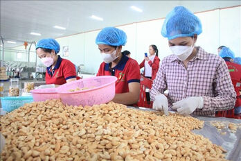 Vietnam targets 4.5 billion USD in cashew exports for 2025