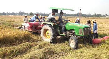 Tay Ninh striving for rice output of over 3,770,000 tons