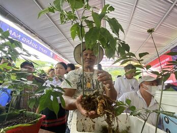 Đà Nẵng dự kiến Lễ hội quốc tế sâm Ngọc Linh chuyển sang năm 2026