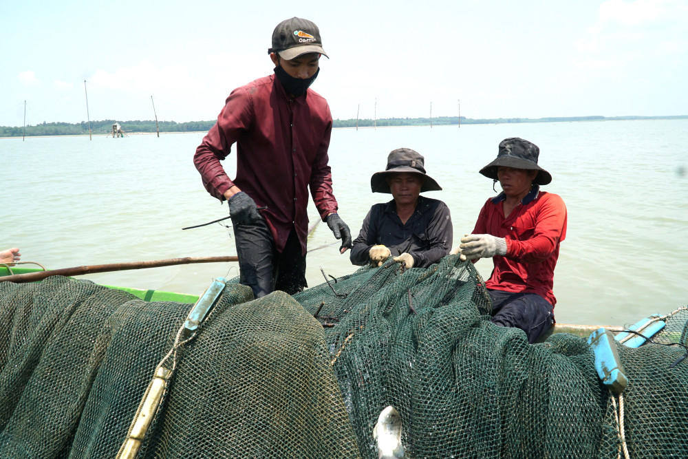 Thu lưới giở chà bắt cá trong hồ Dầu Tiếng