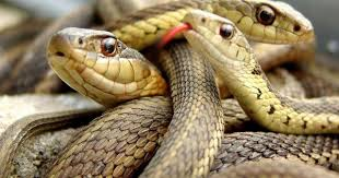 Các bài thuốc quý từ rắn