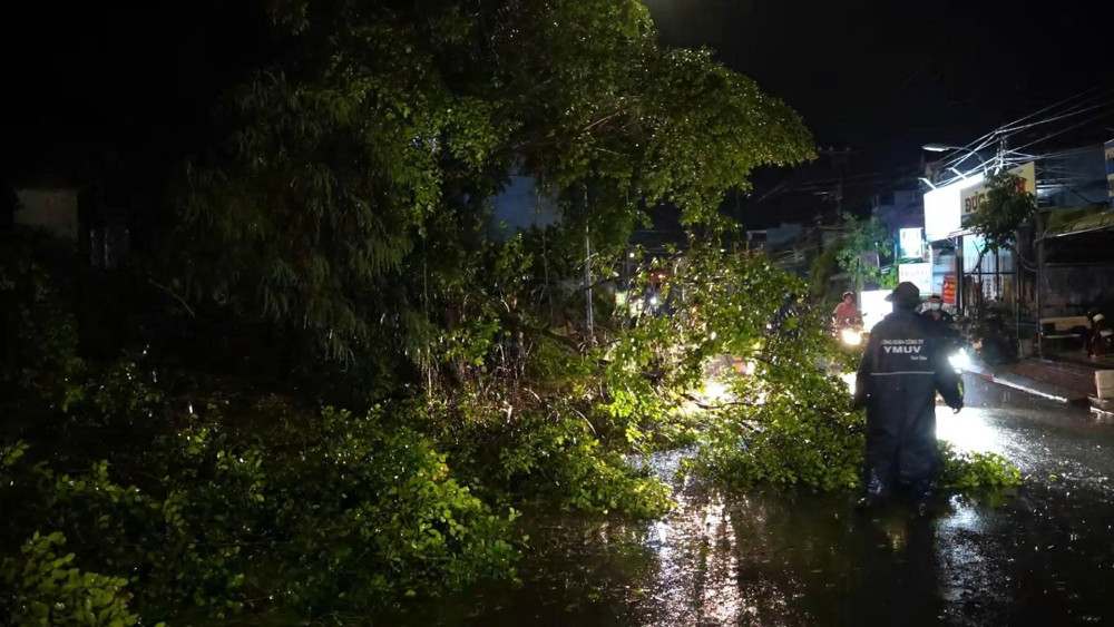 Tây Ninh: Nhiều cây xanh đổ ngã sau mưa lớn