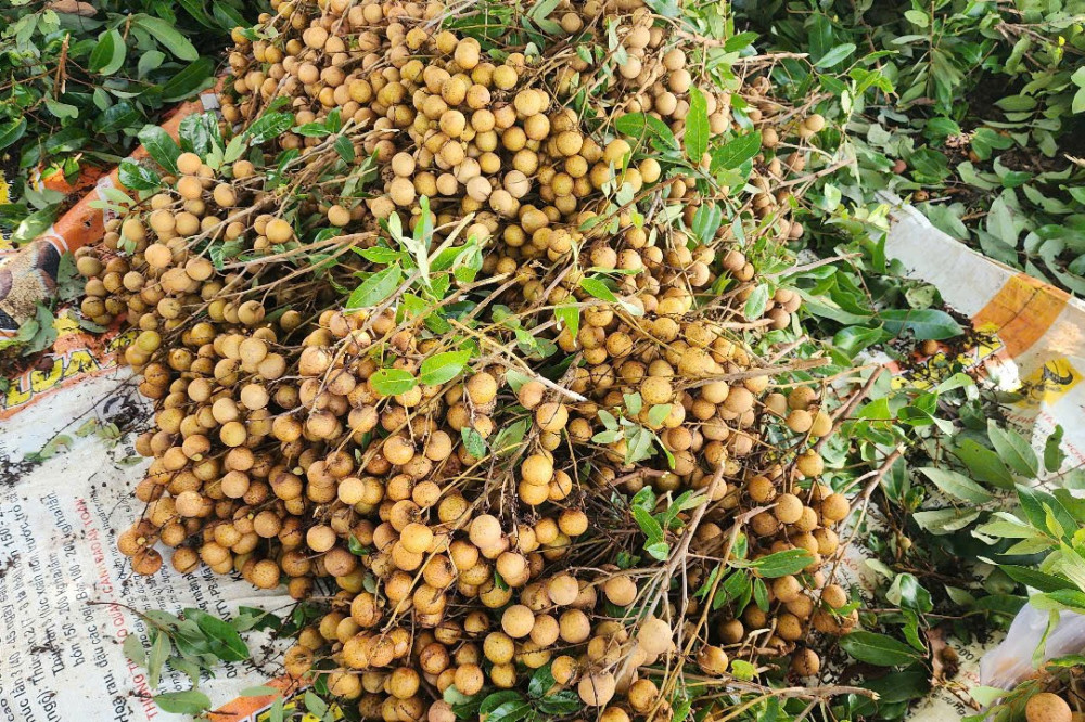 Năm nay mưa thuận, gió hoà nhãn ở xã Truông Mít cho trái tốt tươi