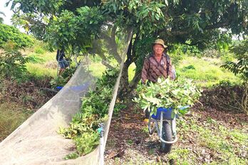 Nhãn rớt giá, nhà vườn "héo ruột"