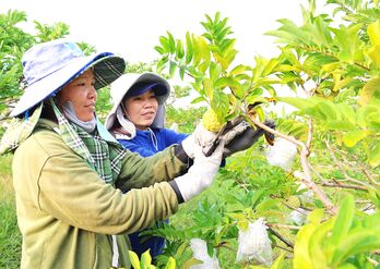 Nông nghiệp hữu cơ nâng tầm nông sản