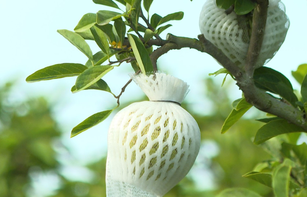 'Đòn bẩy' cho nông nghiệp thông minh và bền vững