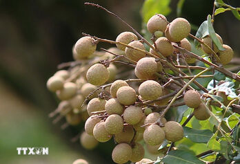 Thailand helps farmers sell surplus longan output
