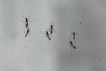 Nguy cơ bệnh Chikungunya xâm nhập, Bộ Y tế phát cảnh báo khẩn