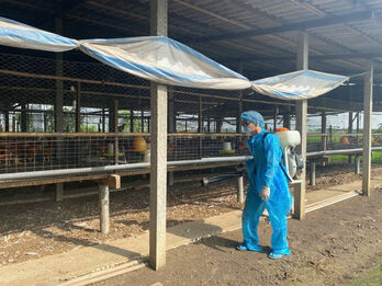 92 livestock facilities Tay Ninh granted disease-free certification