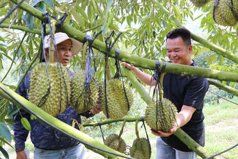 Vietnam’s durian exports rebound strongly