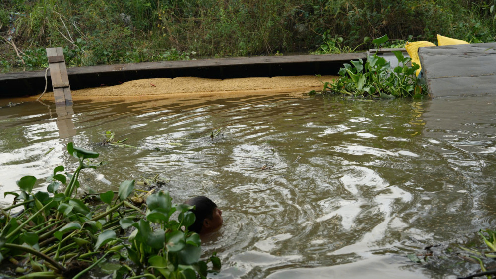 Ghe chở lúa lật ngang, hàng chục tấn lúa chìm dưới kênh