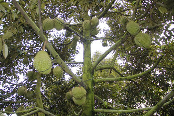 Improve agricultural product quality by strictly managing growing area codes