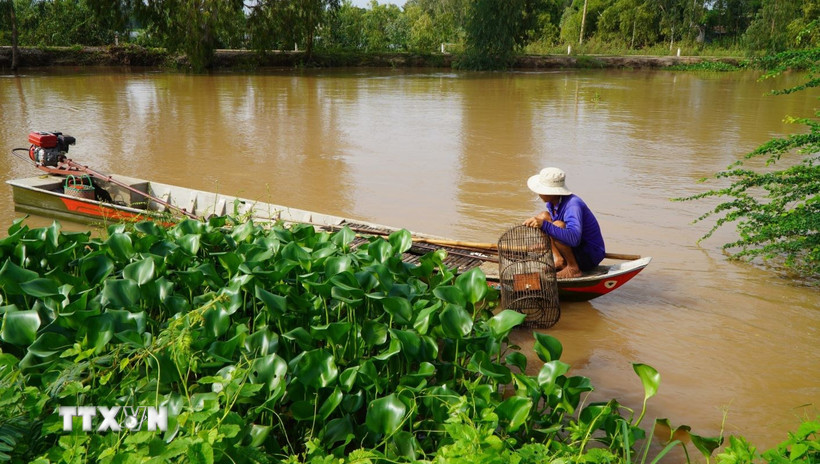 Lũ về, nông dân Đồng Tháp nhộn nhịp nghề 'ăn theo' con nước