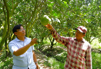 Protecting fruit orchards during flood season