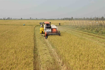 Vietnam’s rice race heats up with fresh push for quality gains