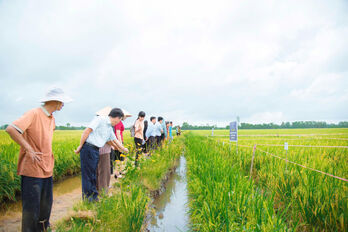 Applying safe rice cultivation model