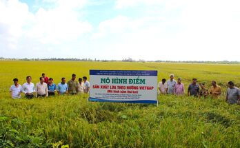 Hiệu quả từ các mô hình sản xuất lúa theo hướng VietGAP
