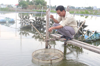 Shrimp farming has 'good harvest, good price'