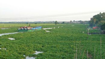 Ngăn chặn lục bình 'tấn công' sông, rạch Ngăn chặn lục bình 'tấn công' sông, rạch