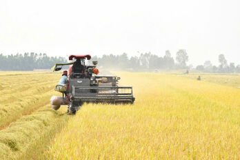 Efficiency from rice production models following VietGAP standards
