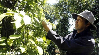 Vietnam sees opportunities to boost spice exports