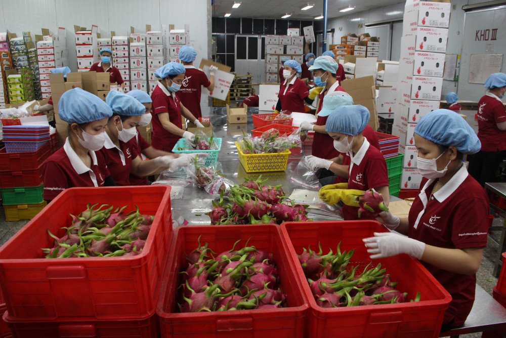 Thanh long 'được mùa, mất giá'