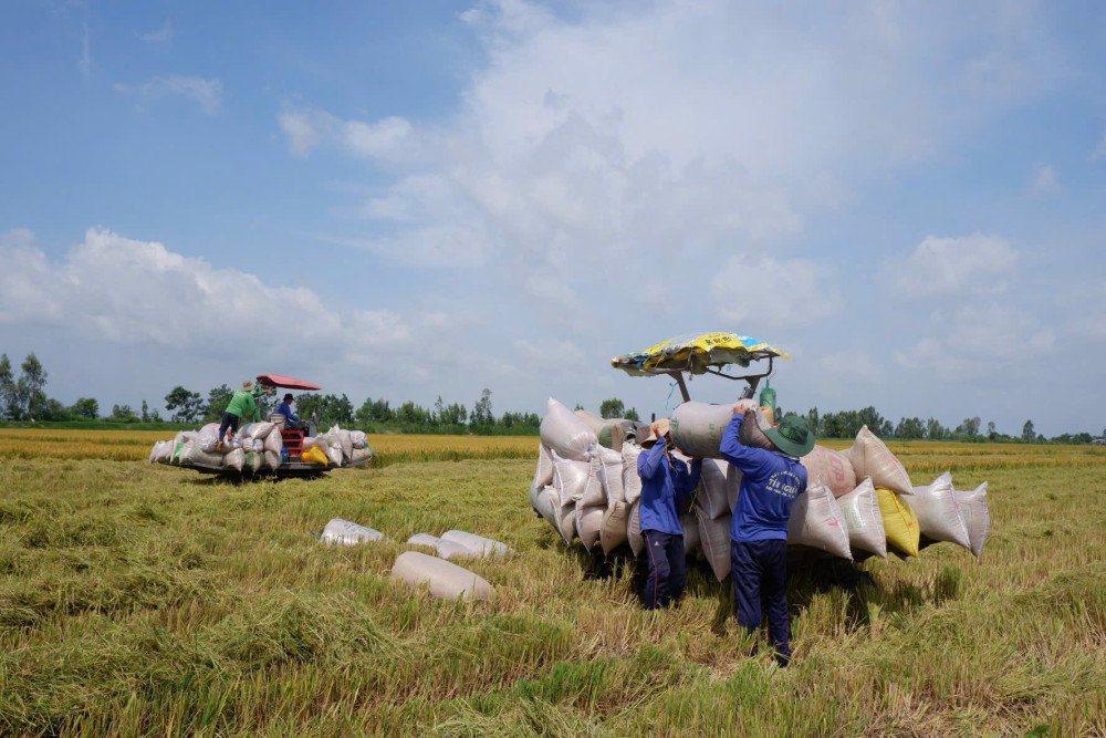 Từng bước hiện thực hóa Đề án 1 triệu hécta lúa chất lượng cao, phát thải thấp
