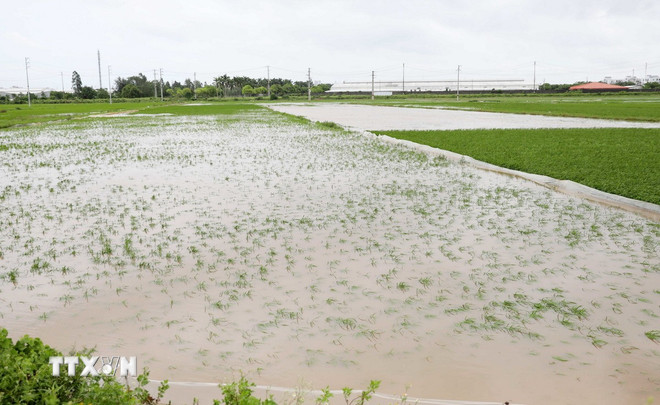 Bão số 5 khiến 55 người thương vong và mất tích; ngập, thiệt hại 92.226 ha lúa