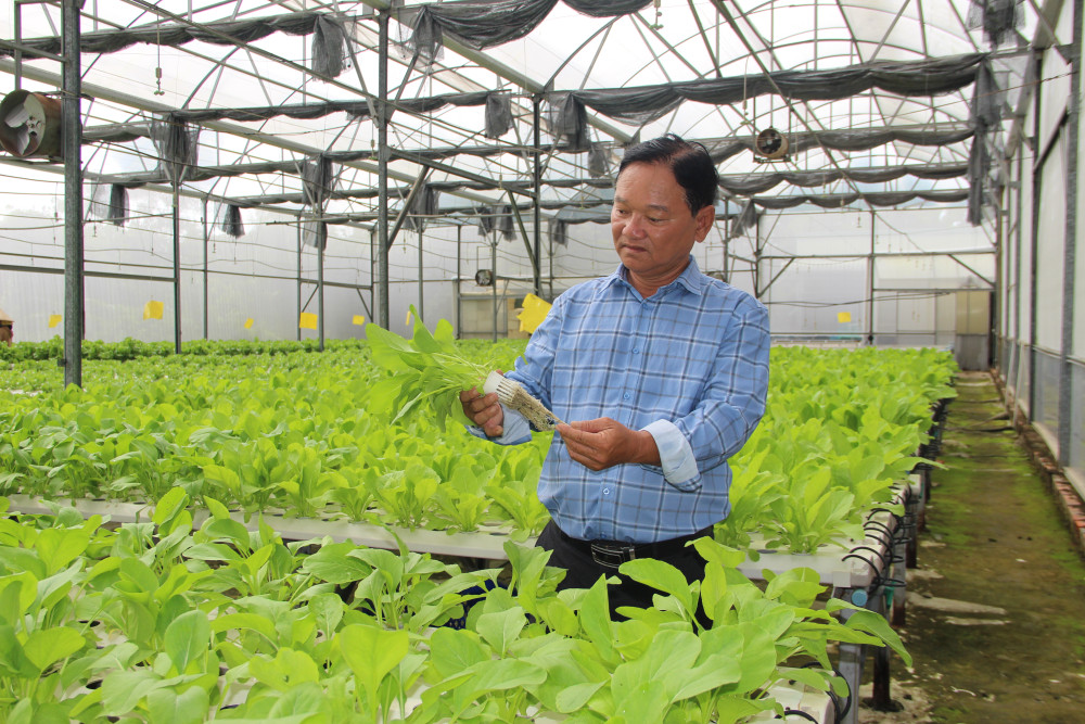 Hiệu quả từ vùng rau ứng dụng công nghệ cao