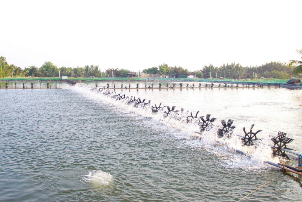 Phòng, chống dịch bệnh trên tôm trong mùa mưa