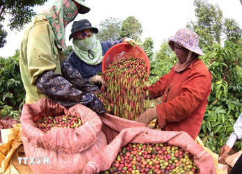 Vietnam coffee exports to Cambodia soar