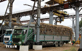Vietnam’s sugar productivity maintains top regional spot