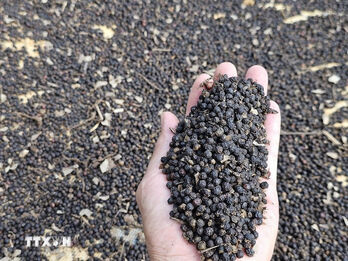 Vietnam’s pepper exports surpass 1 billion USD in first eight months