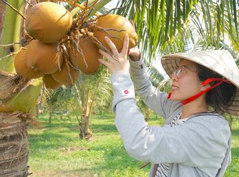 Phát triển vùng trồng dừa hữu cơ tại Tây Ninh: Dừa hữu cơ - 'trái ngọt' trên vùng đất nắng (Bài 1)