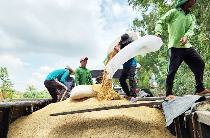Philippines tạm ngừng nhập khẩu gạo, thị trường gạo Việt Nam không chịu tác động lớn