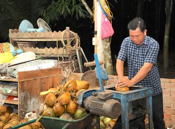 Phát triển vùng trồng dừa hữu cơ tại Tây Ninh: Mở lối xuất khẩu dừa tươi (Bài cuối)