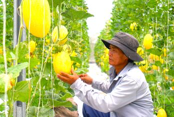 Nâng cao chuỗi giá trị nông sản trong các hợp tác xã