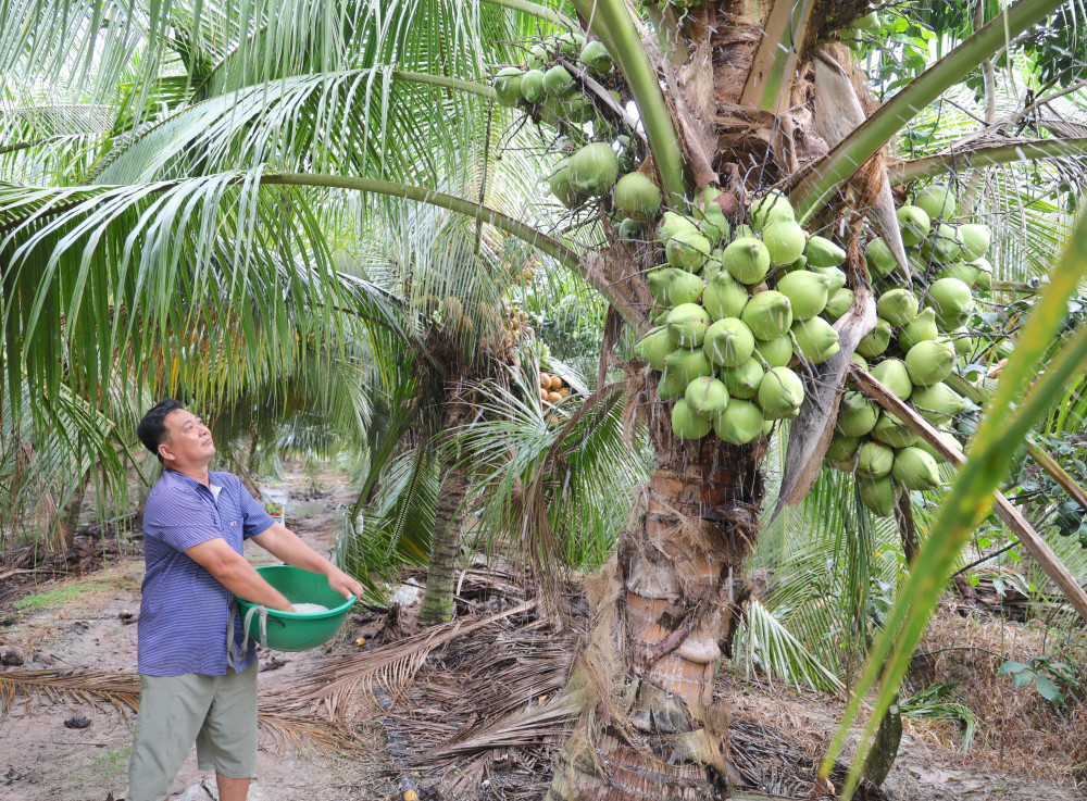 Developing organic coconut growing areas in Tay Ninh: Prospects from the Organic Coconut Cooperative Model