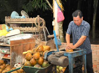 Developing organic coconut growing areas in Tay Ninh: Paving the way for fresh coconut export