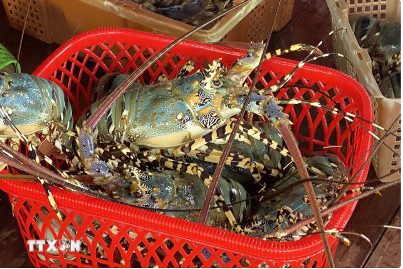 Vietnamese shrimp exporters earn 767 million USD from China