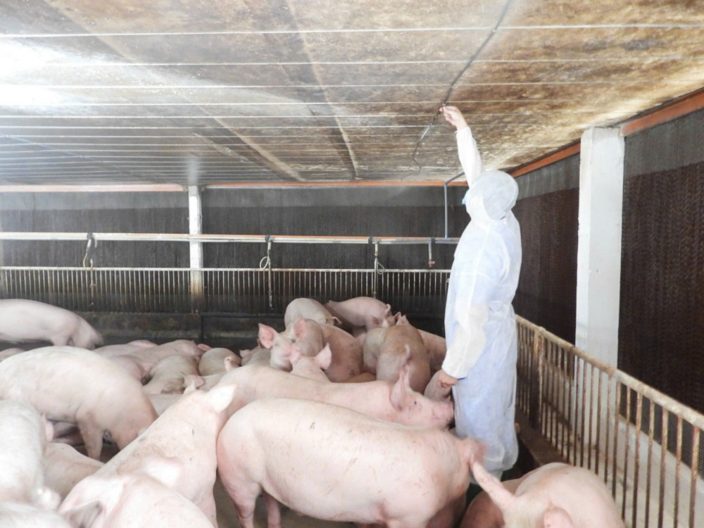 Tây Ninh: Theo dõi, giám sát chặt 2 ổ dịch tả heo châu Phi