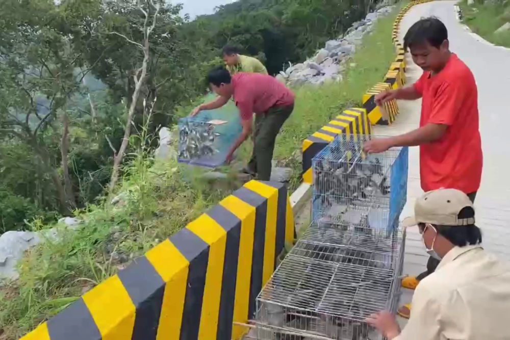 Chi Cục Kiểm lâm Tây Ninh thả về tự nhiên hàng trăm cá thể chim do tịch thu được của những người bán chim phóng sinh