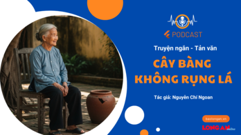 Cây bàng không rụng lá