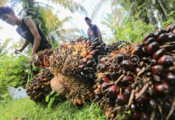 Indonesia promotes transition to clean, sustainable energy