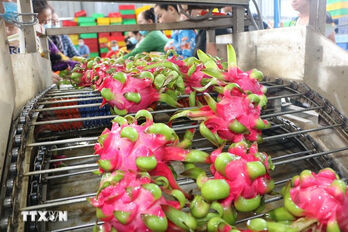 Vietnam’s fruit, vegetable exports estimated at 6.11 billion USD in nine months