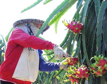 Tây Ninh đặt mục tiêu tăng trưởng khu vực I năm 2025 đạt 4,3% trở lên