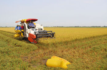 Chủ động sản xuất vụ Đông Xuân 2025-2026 hiệu quả